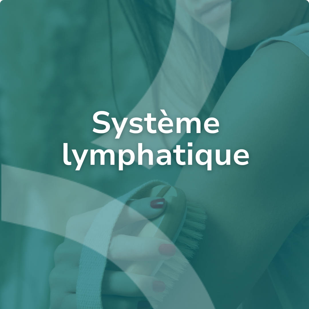système lymphatique